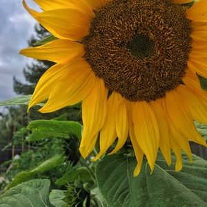 Meet your Posher, Emerson